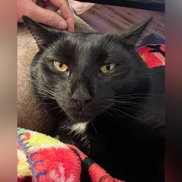 Tues4/7 Hand Crafted Upcycled Vintage 5pm et❤️SHERRYC68 IS LIVE❤️Tray Open Add 2 - Picture 10 of 16